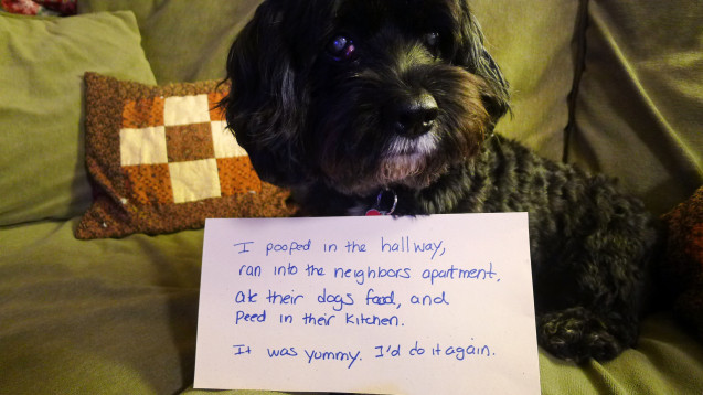 Dogshaming_Jordi_Jan2013_01