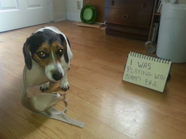 Laverne-dog-shaming