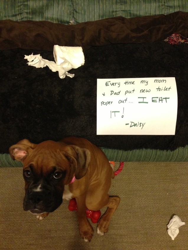 Shame-on-Daisy