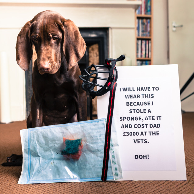 Shaming-Arlo-1