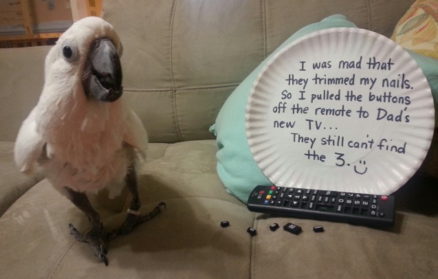 birdshaming