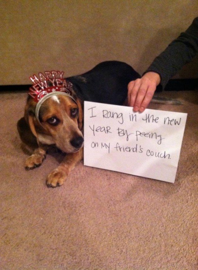 dog-shame