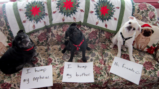 dog-shaming1