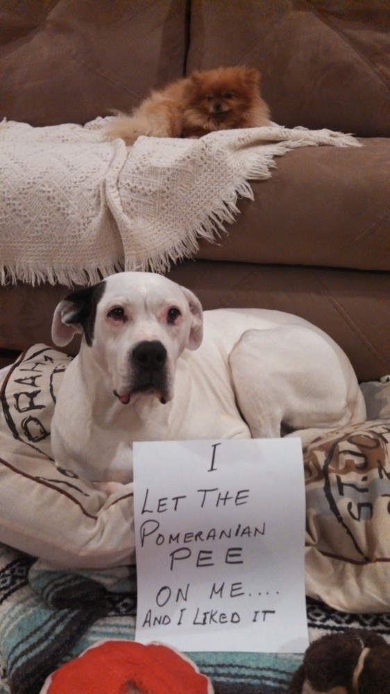 dog_shame