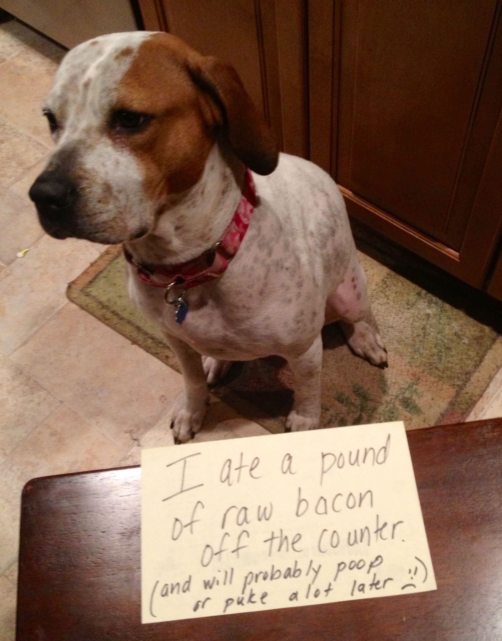 Dog ate deals uncooked bacon