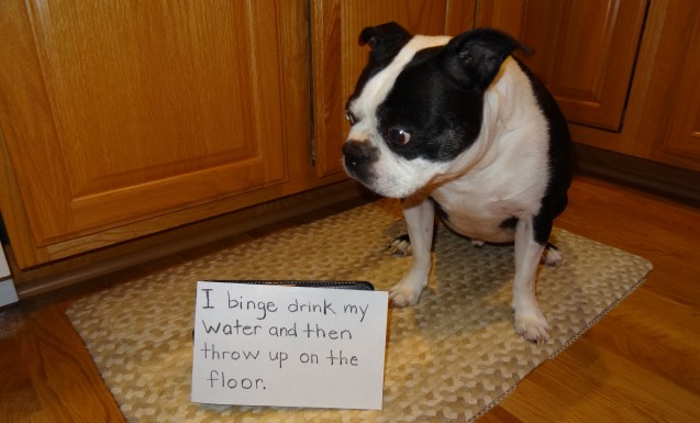 Finn-Dog-Shaming