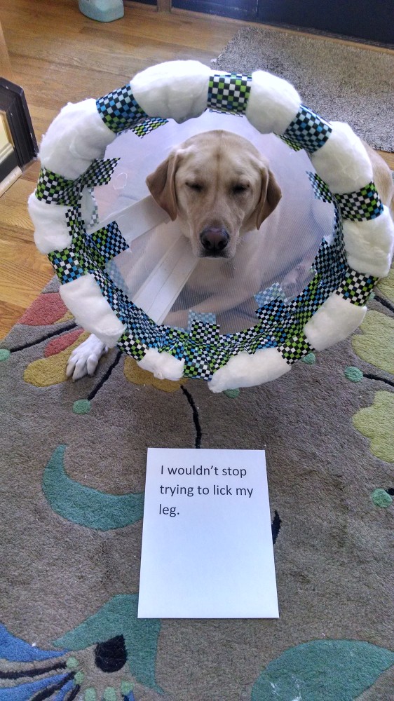 MarleyDogShaming