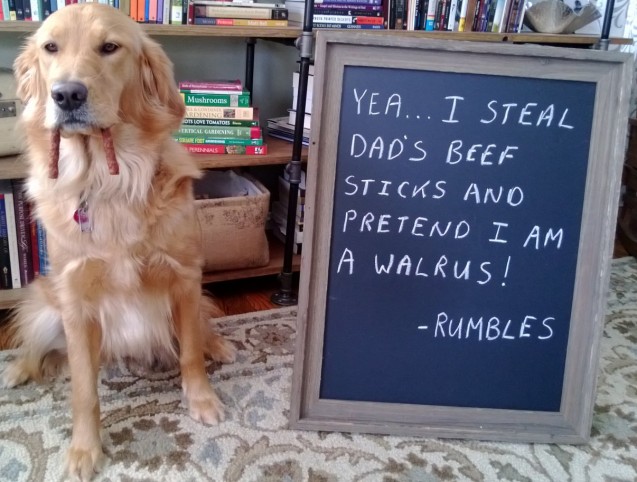 Rumbles-Dogshaming-1