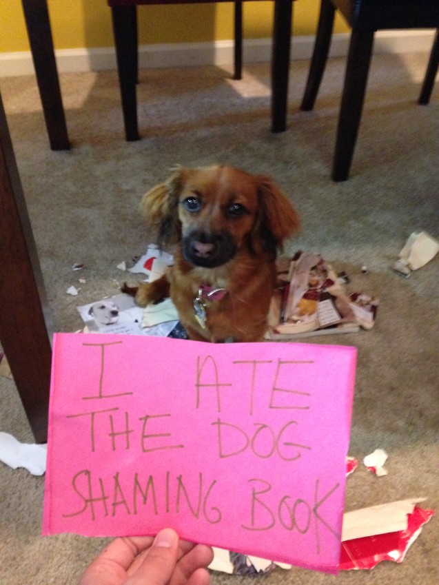 Truffle-Ate-the-Dog-Shaming-Book