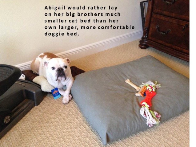 abigail-dogshaming