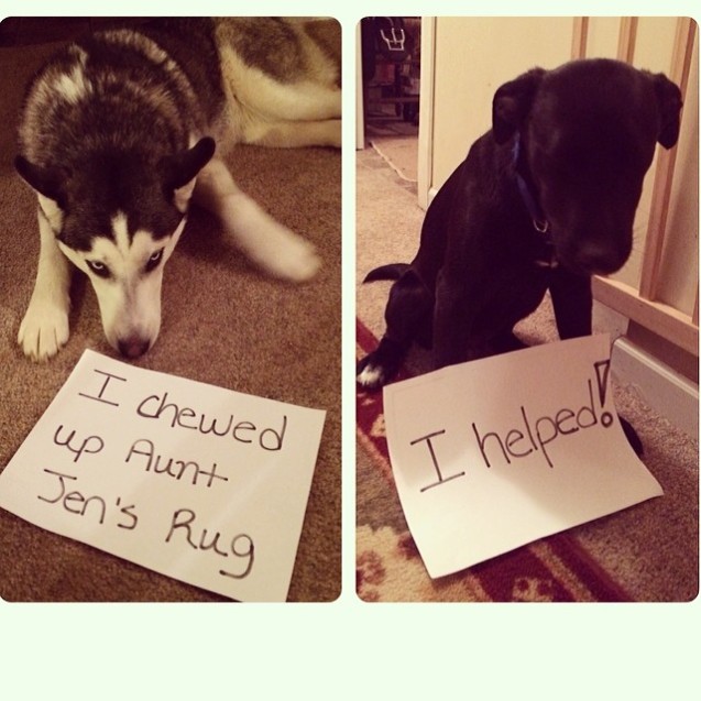 dog-shame1