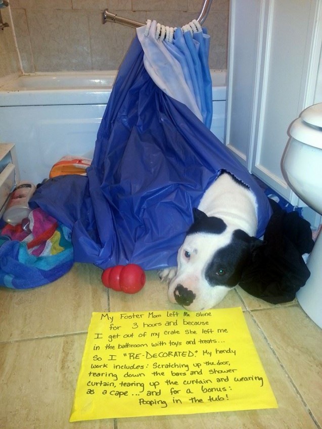 dog-shaming-11