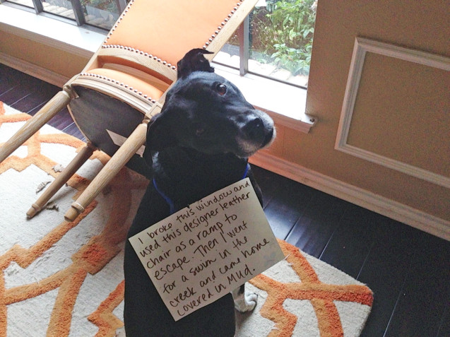 gem-dog-shaming