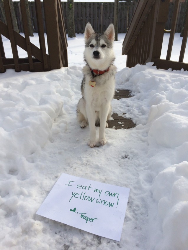 Do huskies like best sale snow