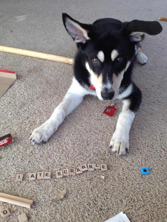 loki_ate_scrabble