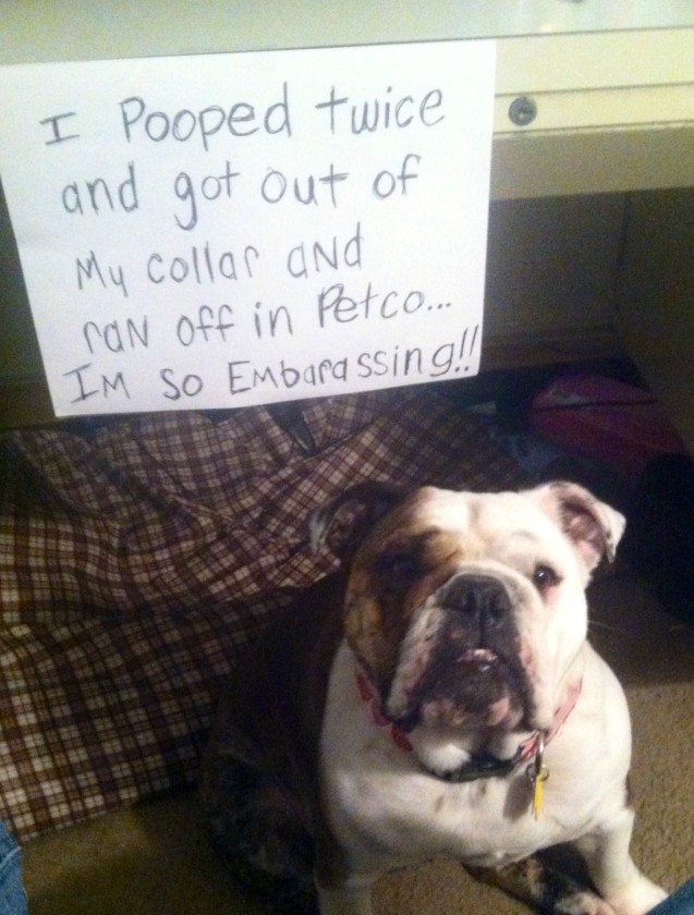 piggy-shaming