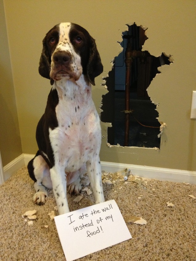 Bailey ate the wall instead of her food!