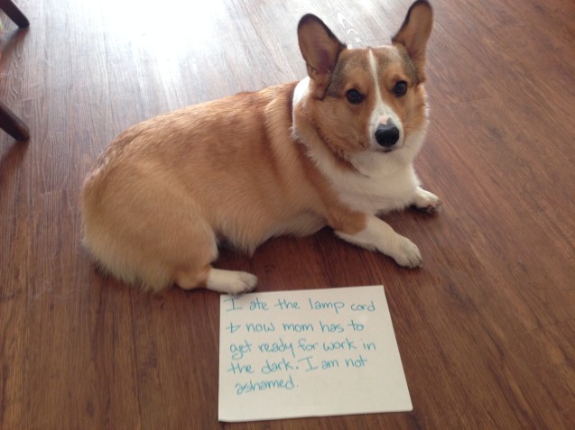 Barnaby-Dogshaming