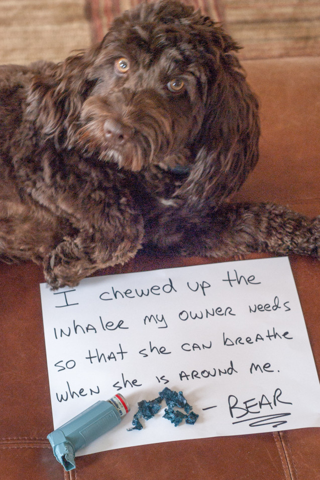 Dog-Shaming-Bear