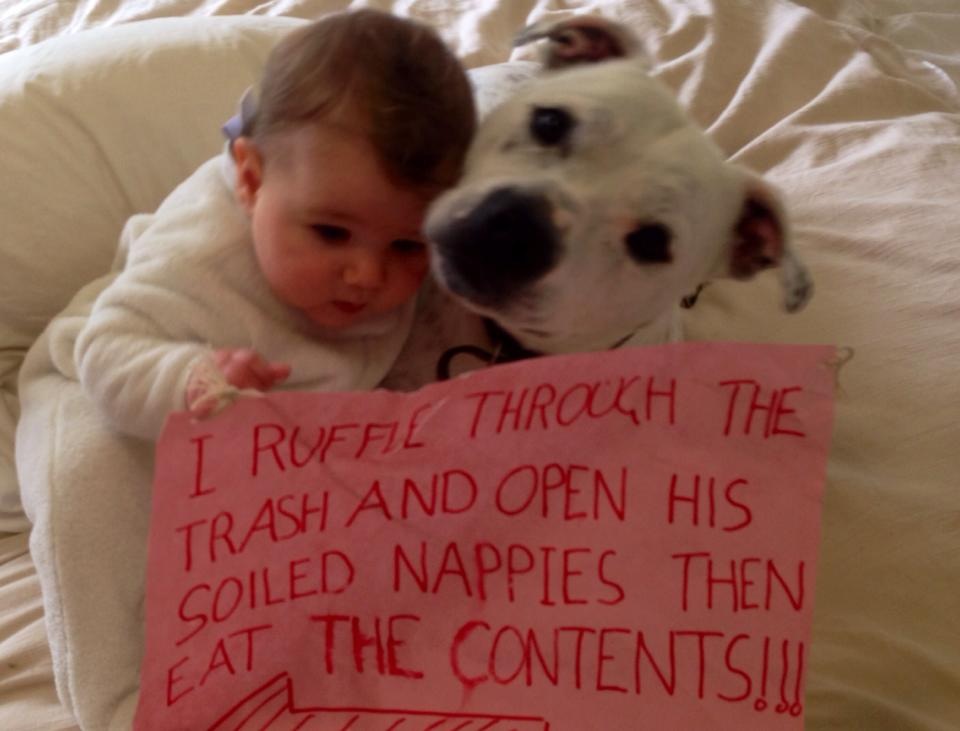 Dog Busts Bad Babysitter