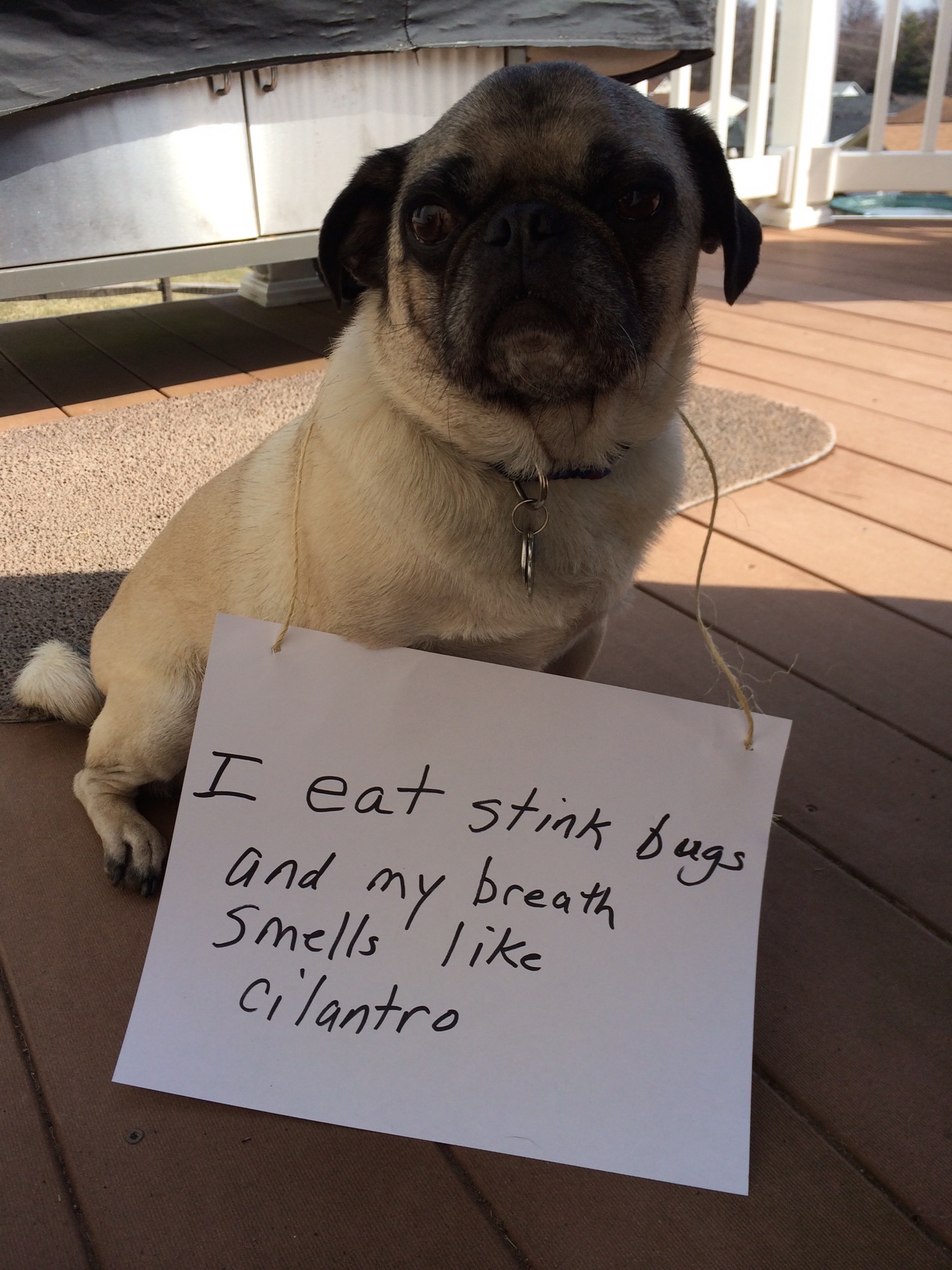 my pug smells