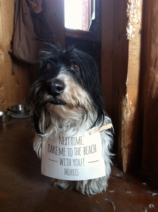 Morris Dogshaming OK