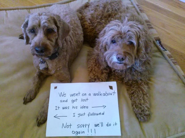 RudiLeo-dog-shaming