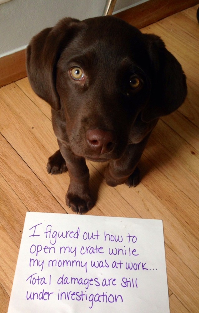 Twain-Dog-Shaming