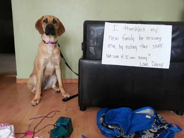 daisydogshaming1