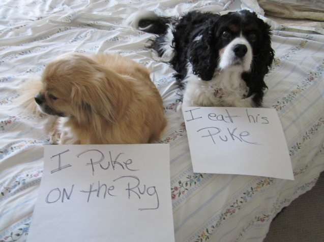 dog-shaming