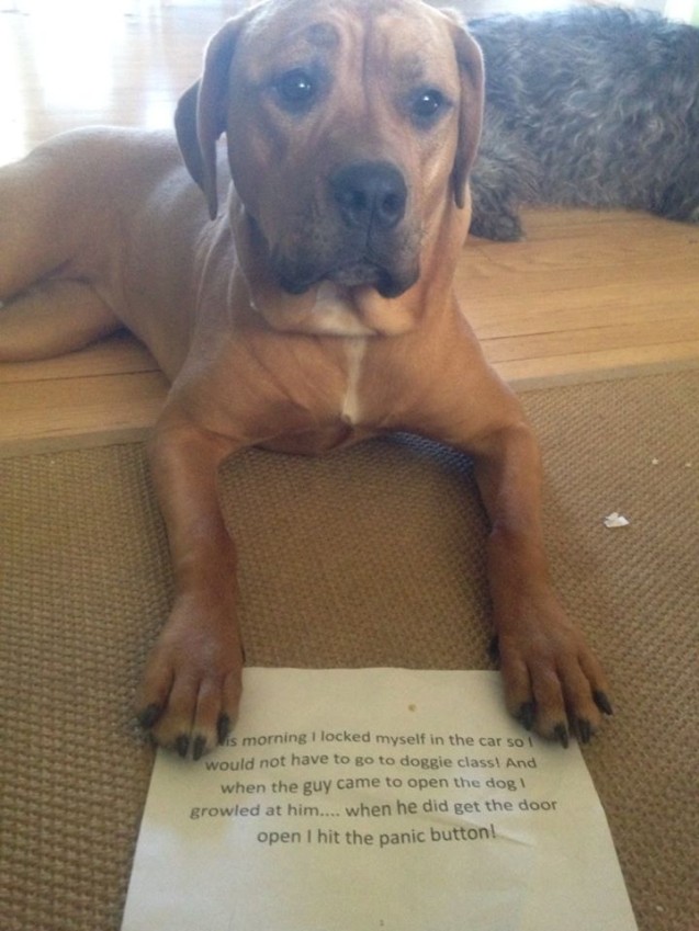 dog-shaming