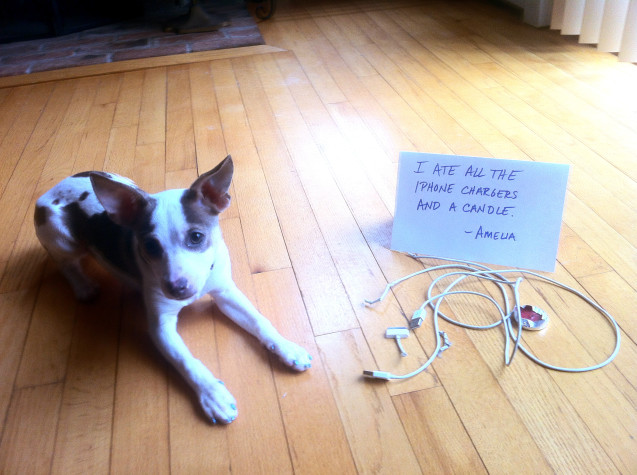 dogshaming2