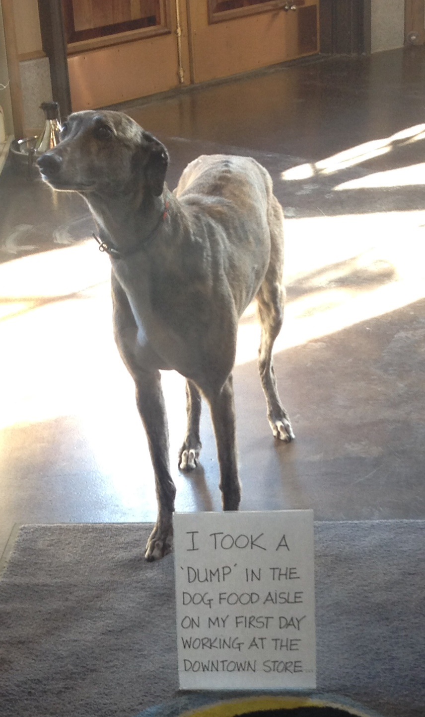 Work Faux Paw - Dogshaming