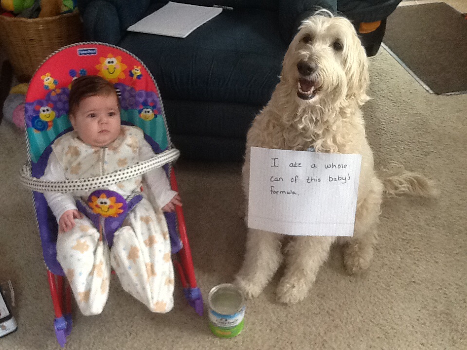 will a dog eat a baby