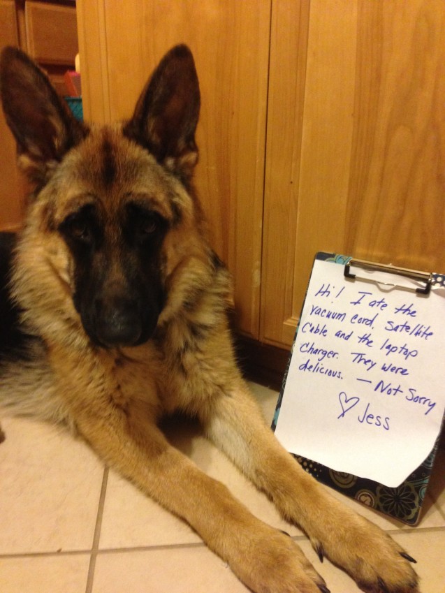 Cables and cords and chargers, oh my! - Dogshaming