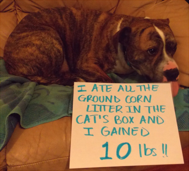 tumblr_DogShaming