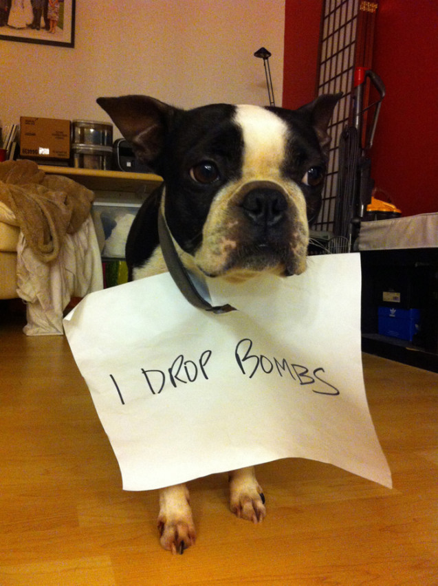 Atticus_DogShaming_2540