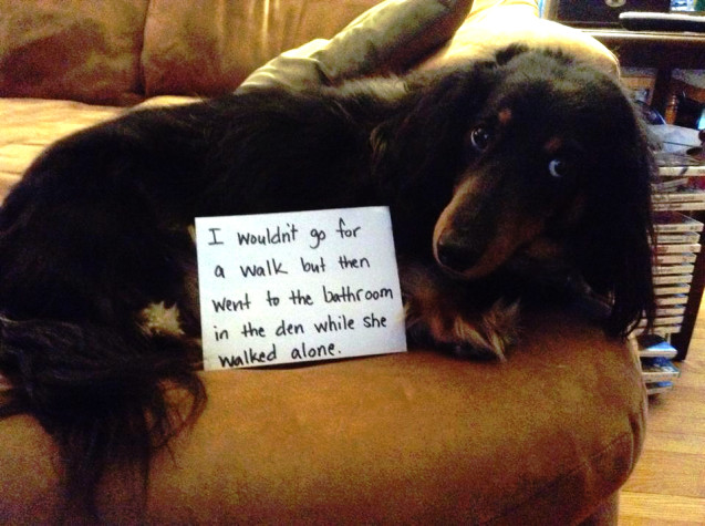 bad dachshund