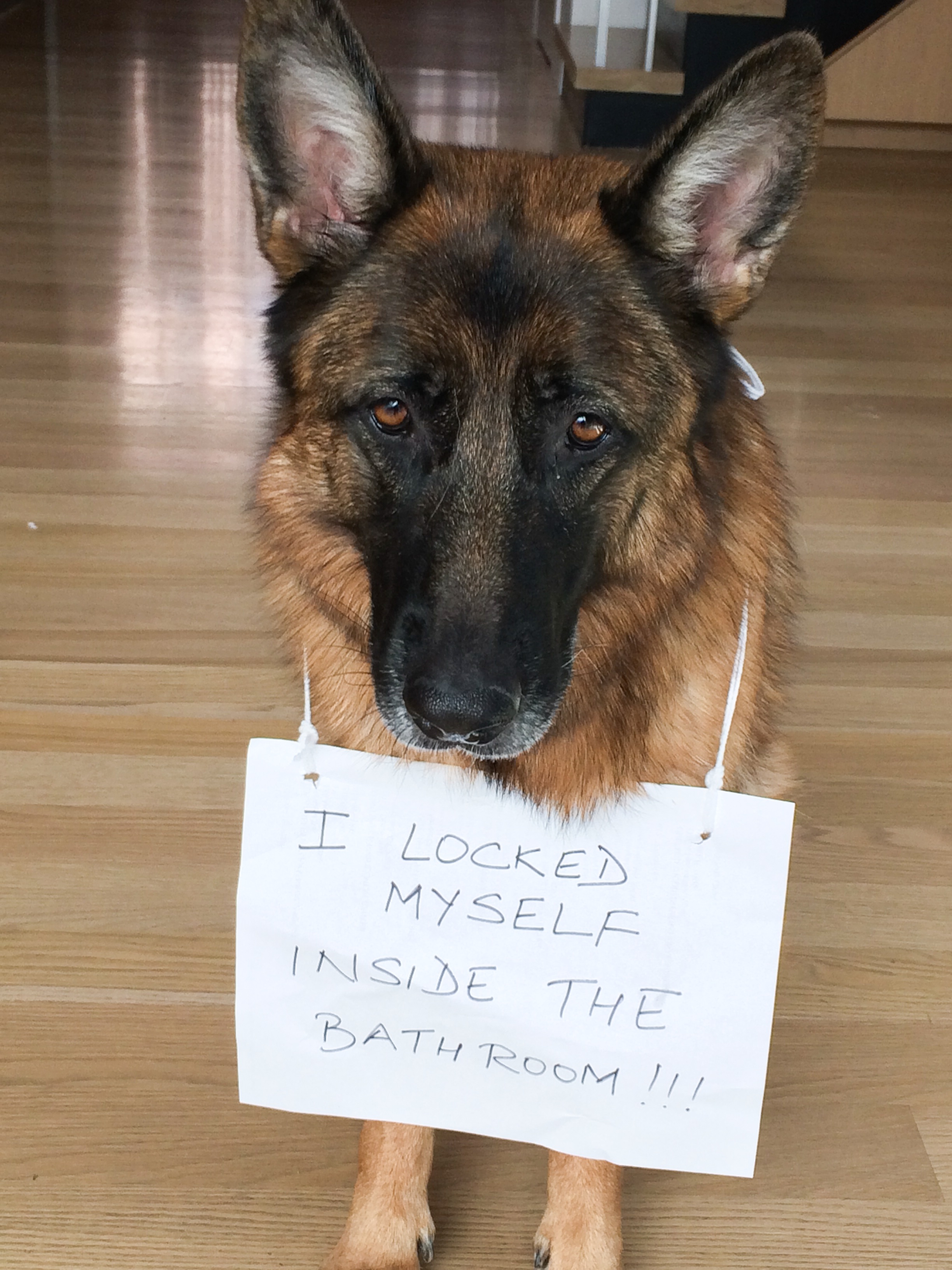 Self-Locking Dog - Dogshaming