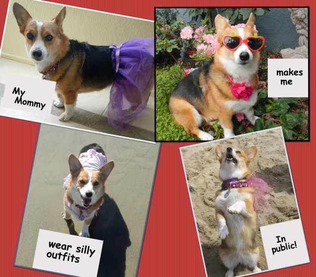 dog-shaming-collage