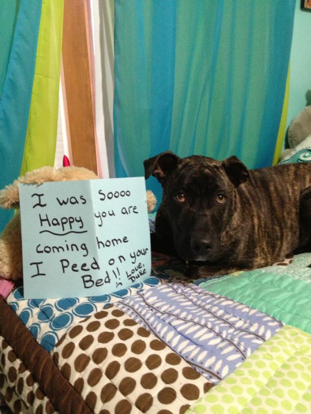 duke-dogshaming