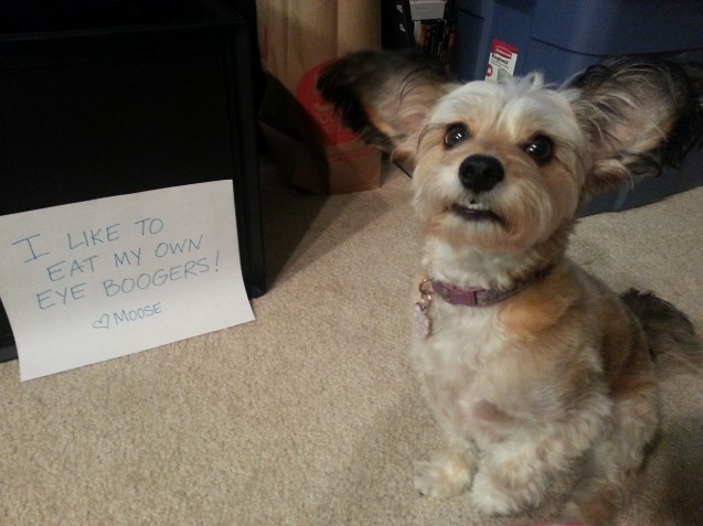 moose-shaming