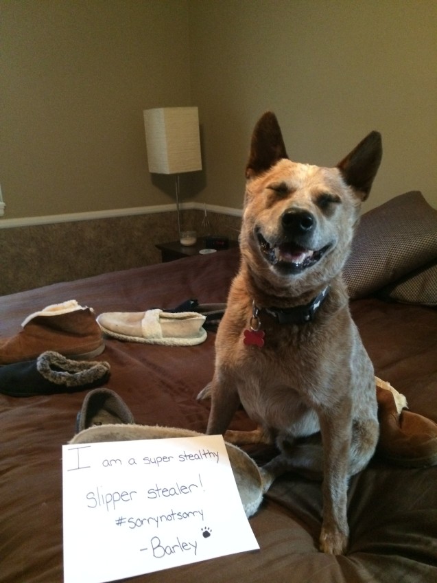 Barley-Dog_Shaming