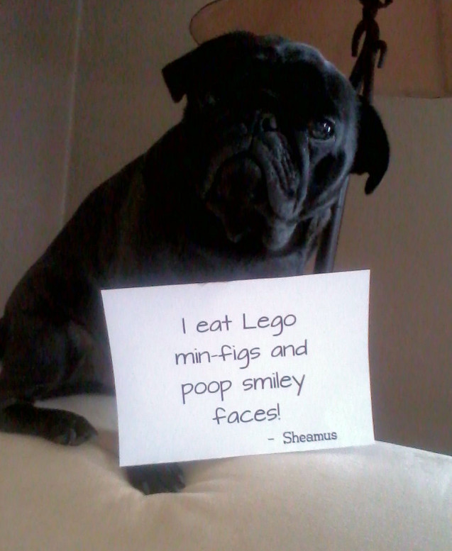 Dog-Shame