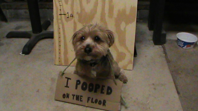 Floor-Pooper