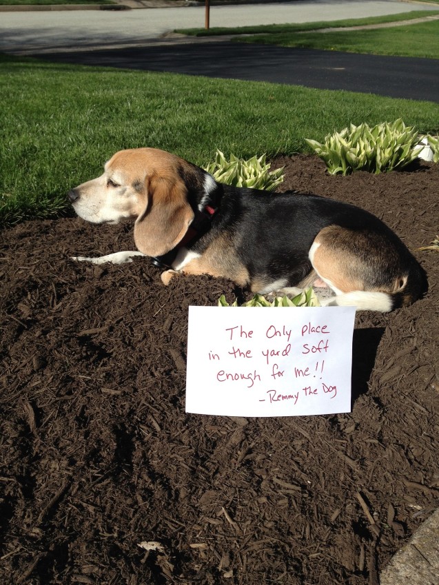 Remmy-in-mulch