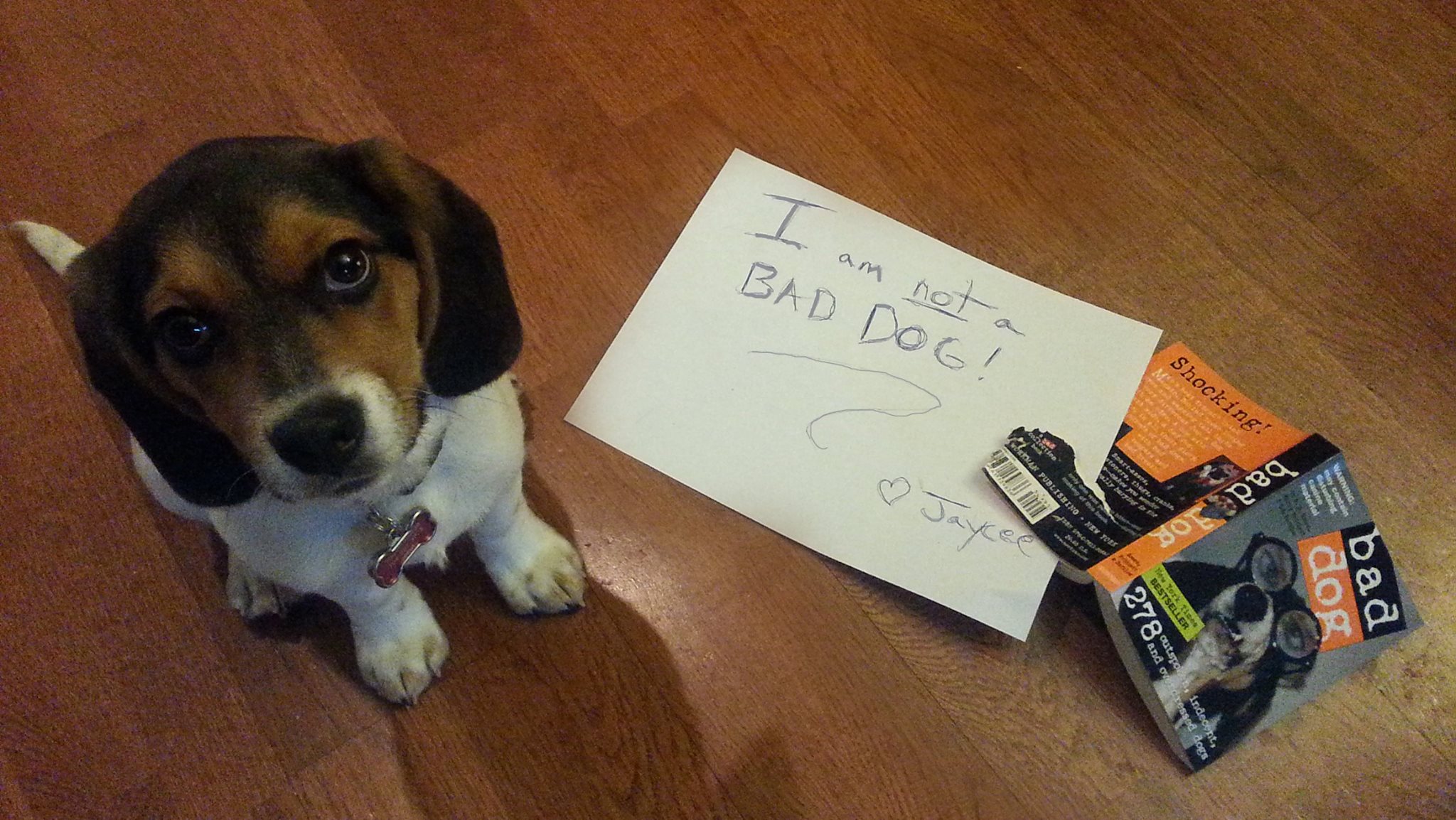 bad things about beagles