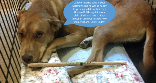 dogshaming-Caully