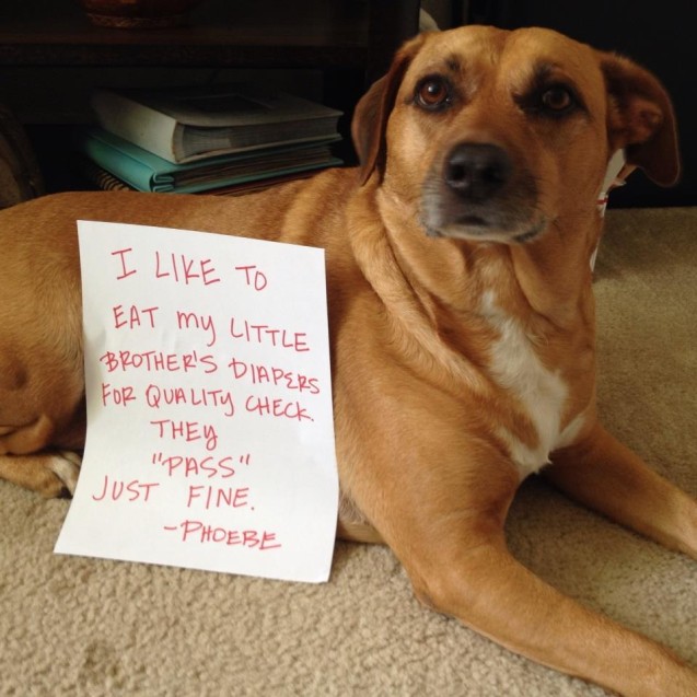 dog-shame