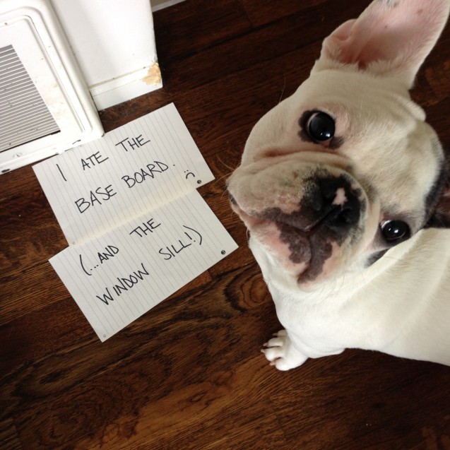 dog-shaming